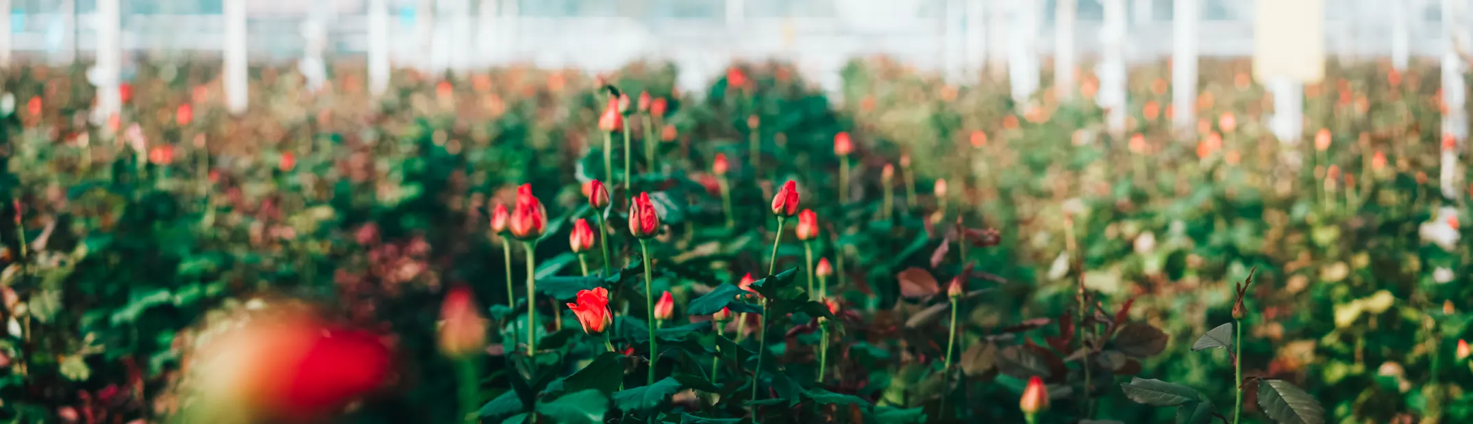 inti garden roses of ecuador