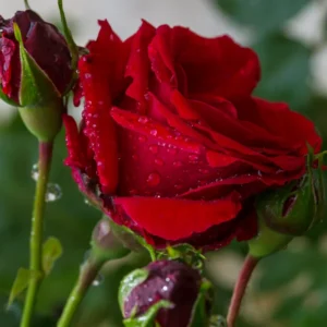 inti garden roses of ecuador