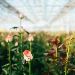 inti garden roses of ecuador